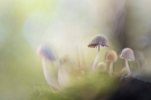 Dancing mushrooms in fairy tale forest by Bianca de Haan