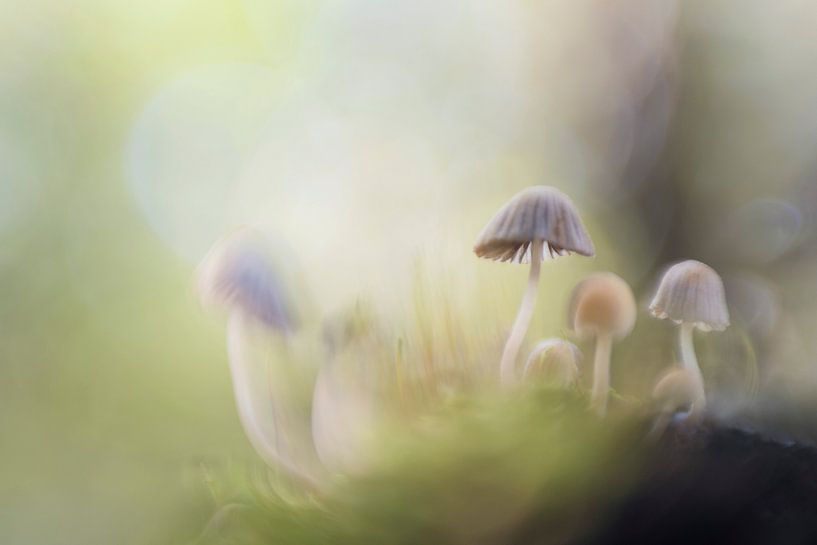 Dancing mushrooms in fairy tale forest by Bianca de Haan