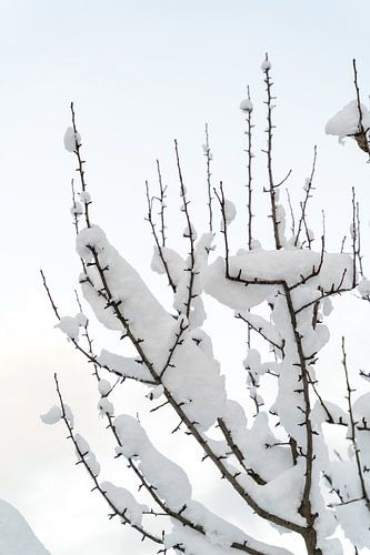 Minimalist Winter Landscape