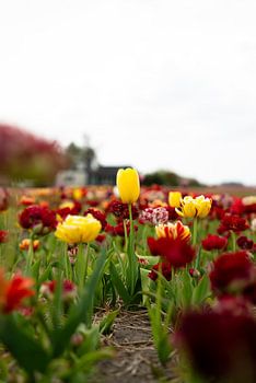 Säule der Gesellschaft