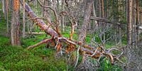 Dode omgevallen boom in een oerbos in Zweden van Chris Stenger thumbnail