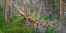 Dead fallen tree in a primeval forest in Sweden by Chris Stenger