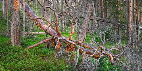 Dode omgevallen boom in een oerbos in Zweden