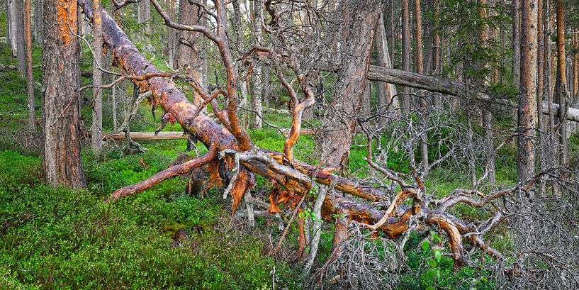 Dode omgevallen boom in een oerbos in Zweden van Chris Stenger