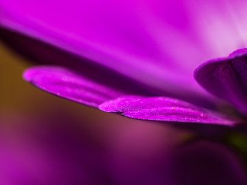 Violettes Blütenblatt van brava64 - Gabi Hampe