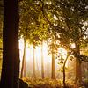 Spreulder Wald bei Sonnenaufgang von Danielle Kramer