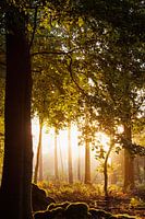 Spreulderbos