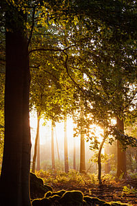 Spreulderbos