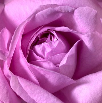 roze roos van Achim Prill