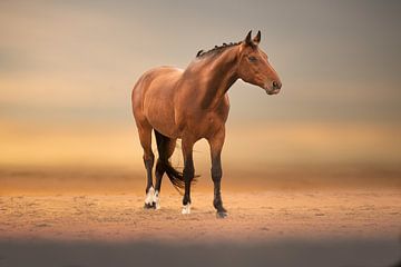 paard op het zand strand van Kim van Beveren