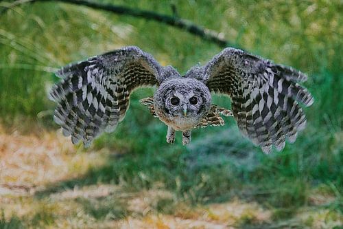 Uiltje in volle vlucht