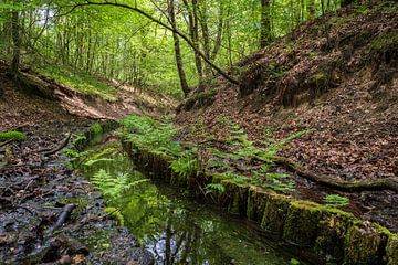 Coldenhovense Beek in het groen bij Eerbeek van Eugene Winthagen