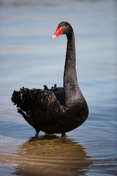 Zwarte zwaan van Zus en Zo Foto