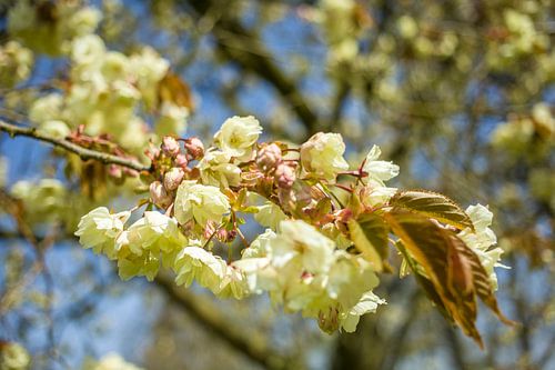 Bloeiende Prunus ukon 