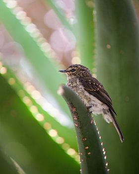Flycatcher in South Africa