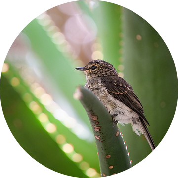 Vliegenvanger in Zuid-Afrika