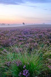 Blooming Heather plants in Heathland landscape during sunrise in by Sjoerd van der Wal Photography