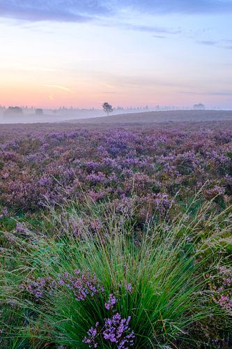 Bloeiende heide op de Veluwe tijdens zonsopkomst