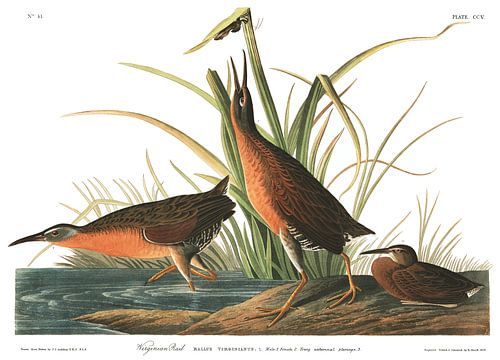 Virginiaral