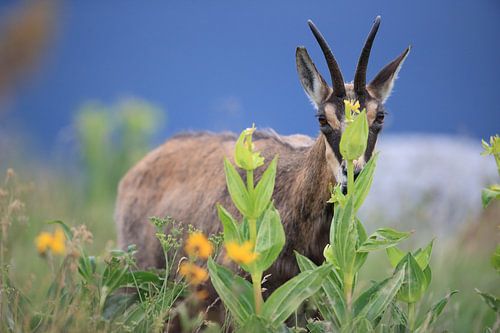 Gemzen (Rupicapra rupicapra) Vogezen, Frankrijk