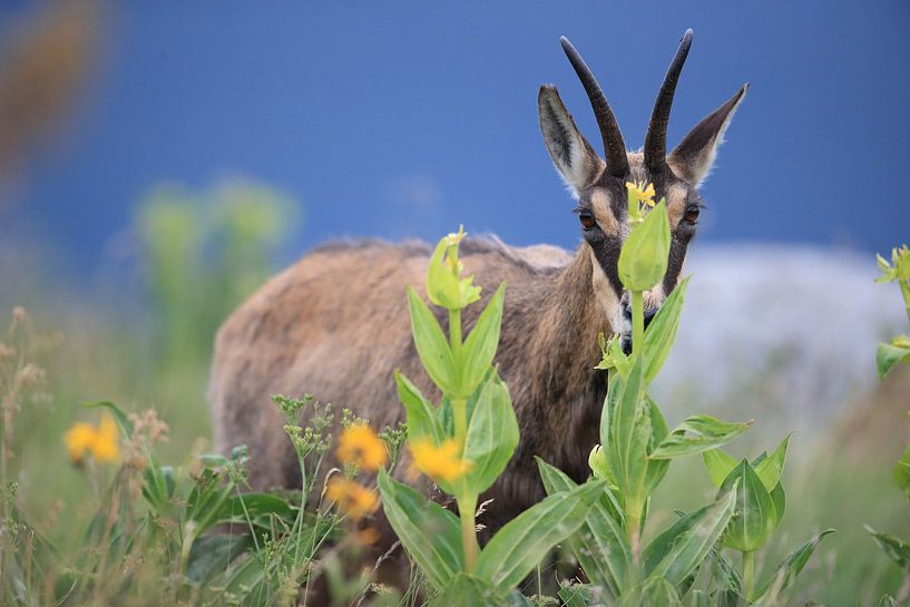 Gämse (Rupicapra rupicapra) Vogesen, Frankreich von Frank Fichtmüller