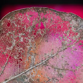 Kunst uit de natuur van Miranda van Hulst