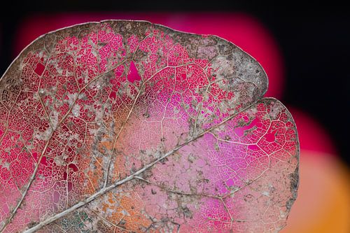 Kunst uit de natuur van Miranda van Hulst