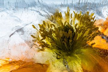 Close-up of Icelandic poppy in ice 3 by Marc Heiligenstein