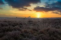 Zonsopkomst op de veluwe Nederland