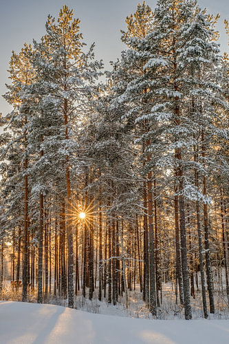 Light Between the Pines