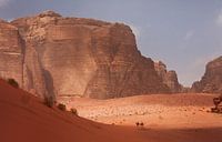 Camels in the desert by Jos Hug thumbnail