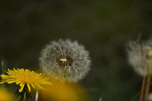 Dandelion