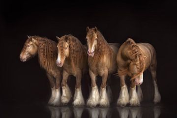 vier keer hetzelfde paard | paardenfotografie | gypsy horse van Laura Dijkslag