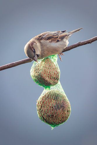 Sparrow at the table by Jan van der Knaap