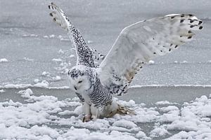 Bevroren Moment – Sneeuwuil op IJs
