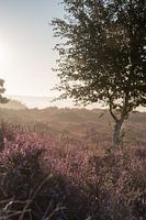 Heide-Landschaft!