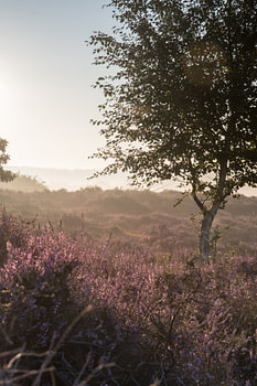 Heather landscape!