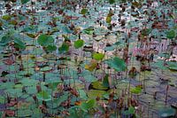 Water lilies on the Con Dao archipelago