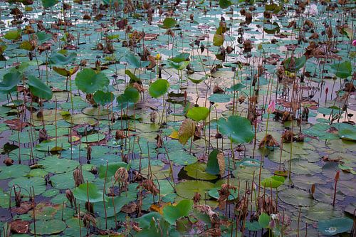 Étang de lotus à la fin de la floraison
