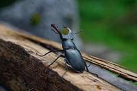 Cerf volant