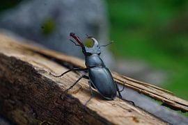 Stag beetle by Timothy Smits