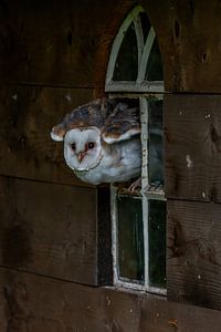 Schleiereule im Fenster einer alten Scheune (Tyto alba)