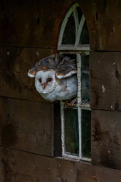 Barn owl in an old barn window (Tyto alba)