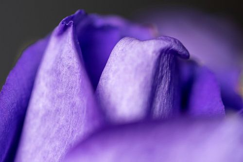 fleur