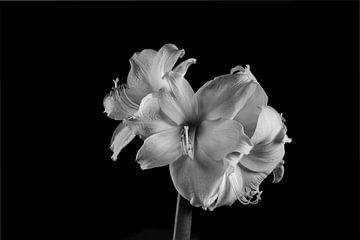 Amaryllis-Blüte in Schwarz-Weiß von Joachim Küster