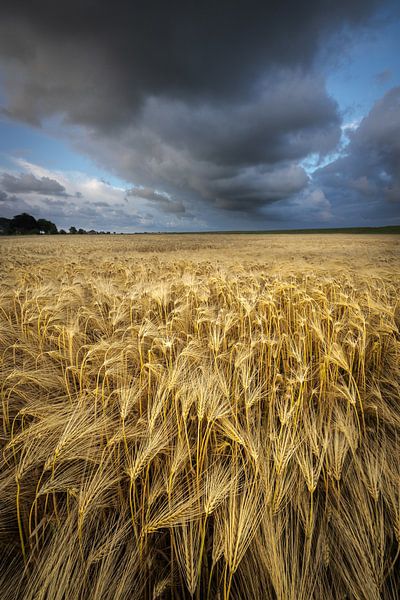 Getreidefelder Groningen - An einem warmen Sommerabend ziehen dunkle Wolken über die Getreidefelder  von Bas Meelker