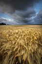 Grain fields Groningen - Dark clouds float over the grain fields in the Hoge Land of Groningen durin by Bas Meelker thumbnail