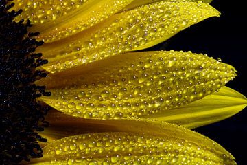 Sonnenblume mal etwas anders von Inge Groters