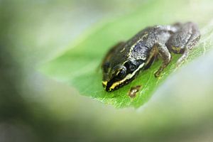 Petite grenouille sur Michelle Zwakhalen