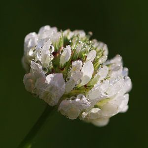 Kleeblüte